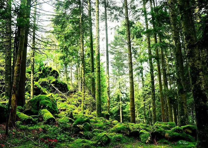 Le Brabant Bar-hotel-restaurant Отель Ла-Бресс